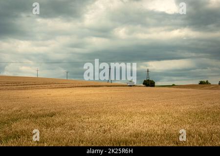 Campo d'oro con grano e cielo nuvoloso Foto Stock