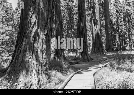 albero di sequoia nella foresta Foto Stock