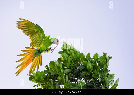 Grande macaw verde, Ara ambiguus Foto Stock