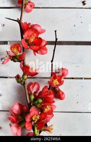 Fiore di primavera Foto Stock