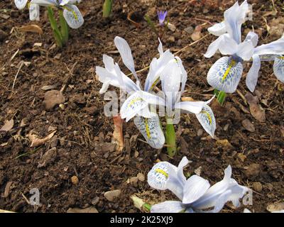 Fiore azzurro nocciola barbarica in primavera, Moraea sisyrinchium Foto Stock