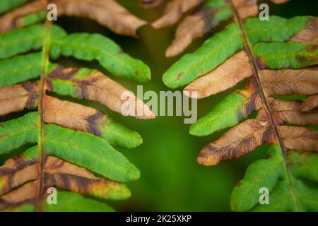 Primo piano felce con foglie verdi e marroni Foto Stock