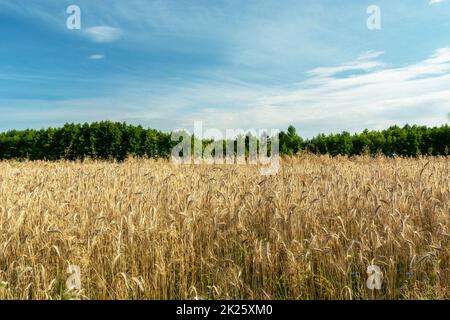 Campo triticale e alberi verdi, nuvole sul cielo Foto Stock