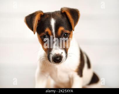 2 mesi di età Jack Russell Terrier cucciolo guardando nella telecamera. Studio shot su sfondo chiaro, dettaglio a testa. Foto Stock