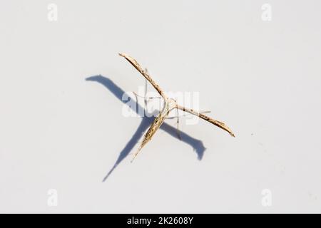Primo piano di un fantasma di verricello (Emmelina monodactyla) Foto Stock