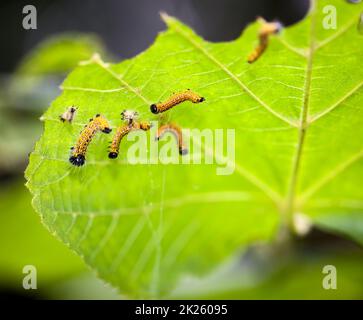 Alcuni cercarlini gialli sul lato inferiore di una foglia. Foto Stock