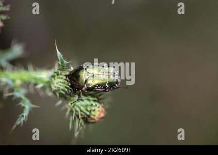 Primo piano di un coleottero di rosebay su una pianta di prato. Foto Stock