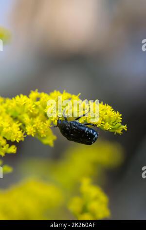 Primo piano di un coleottero di rosebay su una pianta di prato. Foto Stock