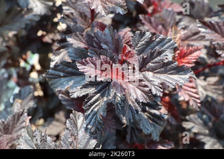 Viola leggere foglie su un Summer Wine Ninebark arbusto Foto Stock