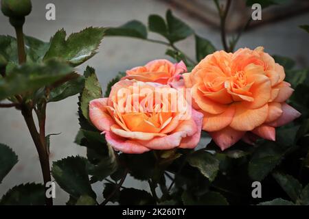 Primo piano di fiori di rosa color pesca su una pianta Foto Stock