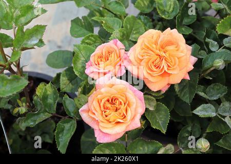 Primo piano di fiori di rosa color pesca su una pianta Foto Stock