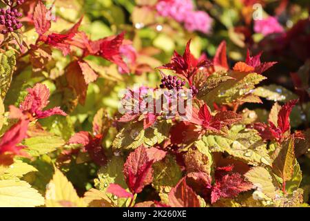 Foglie d'oro e germogli di fiori su un arbusto di Spirea Foto Stock