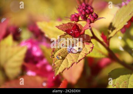 Foglie d'oro e germogli di fiori su un arbusto di Spirea Foto Stock