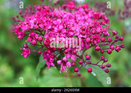 Delicati fiori rosa che sbocciano su una piccola principessa Spirea Foto Stock