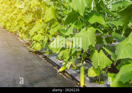 Giovane cetriolo appeso alla vite Foto Stock