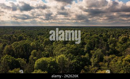Parte polacca della foresta di Bialowieza ad est Foto Stock