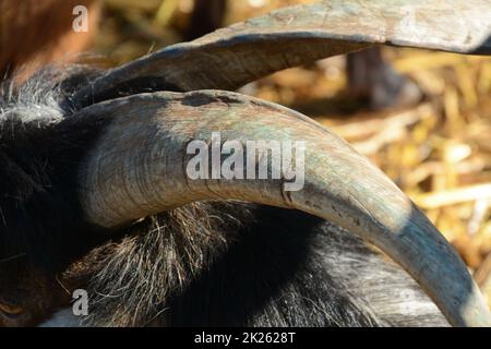 Corno di una capra in uno zoo. Capra domestica allo zoo dei bambini. Foto Stock