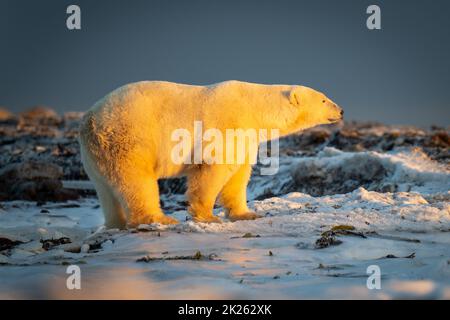 Orso polare si erge al tramonto sulla tundra Foto Stock