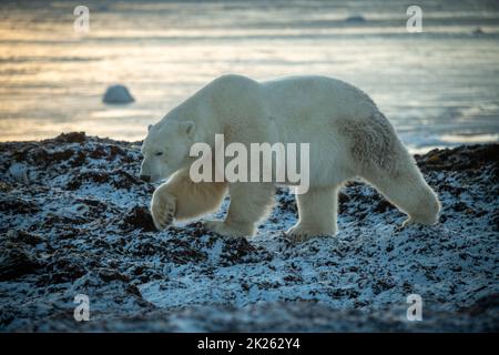 L'orso polare cammina attraverso le rocce sulla costa Foto Stock