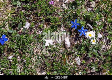 Il papavero alpino viola Foto Stock