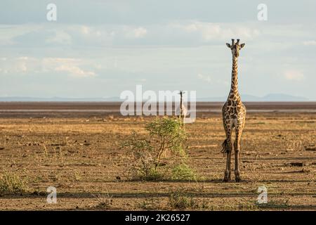 Giraffe fotografate durante un safari turistico nel Parco Nazionale del Lago Manyara, Tanzania. Foto Stock