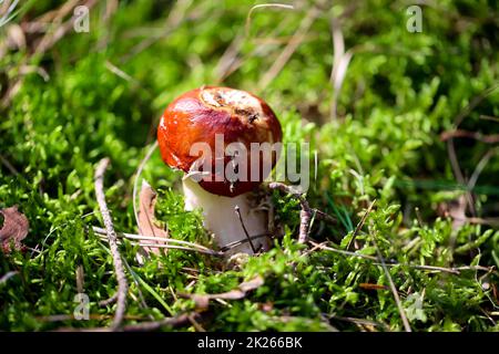 Primo piano di un fungo nella foresta. I funghi sono in parte velenosi e in parte commestibili. Foto Stock