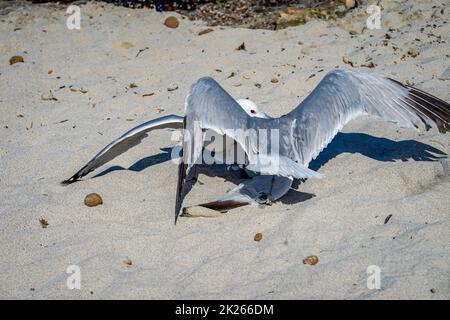 Due gabbiani che litigano sulla spiaggia mediterranea. Foto Stock