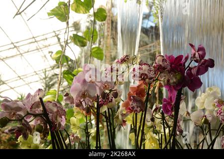 Orchidee uno dei più grandi e diversi gruppi di piante da fiore. Parco di piante tropicali UTOPIA. Israele. Foto Stock