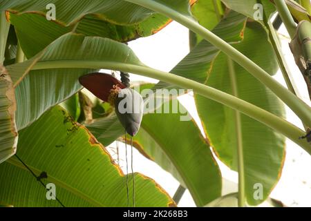 Bocciolo di fiori di banana con un mazzo di banane nel Parco delle Orchidee di Utopia, Israele Foto Stock