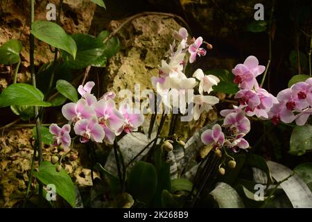 Orchidee uno dei più grandi e diversi gruppi di piante da fiore. Parco di piante tropicali UTOPIA. Israele. Foto Stock