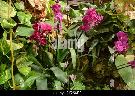 Orchidee uno dei più grandi e diversi gruppi di piante da fiore. Parco di piante tropicali UTOPIA. Israele. Foto Stock