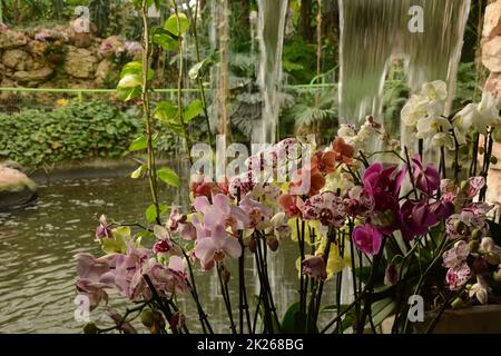 Orchidee uno dei più grandi e diversi gruppi di piante da fiore. Parco di piante tropicali UTOPIA. Israele. Foto Stock