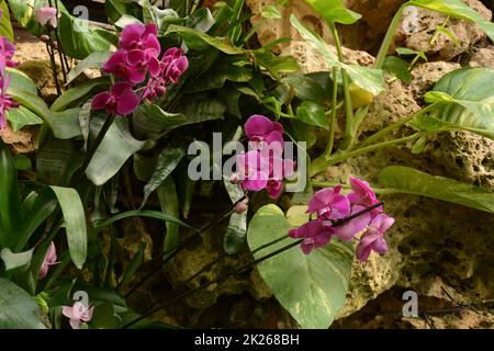 Orchidee uno dei più grandi e diversi gruppi di piante da fiore. Parco di piante tropicali UTOPIA. Israele. Foto Stock