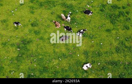 Foto aerea con drone di mucche da latte su un prato in Baviera Foto Stock