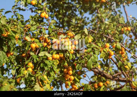 Giallo maturo mirabelle prugna (Prunus domestica) Frutti sugli alberi, illuminata dal sole del pomeriggio. Foto Stock