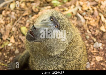 Primo piano di un babbuino durante un safari turistico nel Parco Nazionale del Lago Manyara, Tanzania. Foto Stock