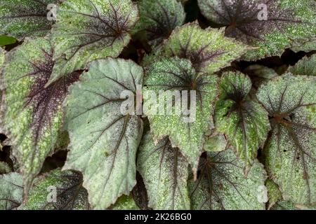Primo piano naturale ritratto vegetale di Begonia ‘Morning Dew’, evidenziando le foglie altamente modellate Foto Stock