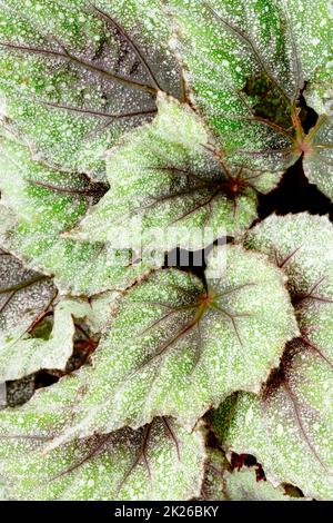 Primo piano naturale ritratto vegetale di Begonia ‘Morning Dew’, evidenziando le foglie altamente modellate Foto Stock