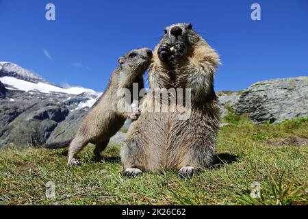 Una giovane marmotta alpina in montagna chiede cibo alla madre Foto Stock