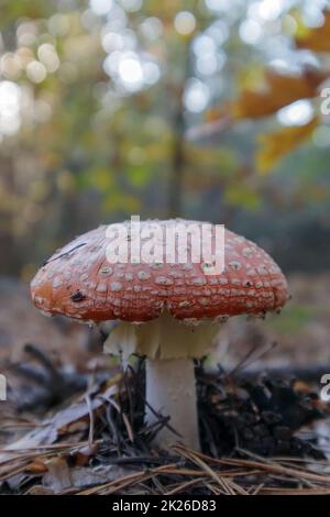 Mosca rossa agarico o toadstool nell'erba. Amanita muscaria. Muscololo di funghi tossico e velenoso. La foto è stata scattata sullo sfondo di una foresta naturale. Funghi della foresta. Foto Stock