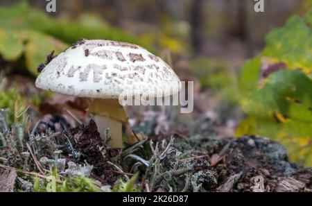 Amanita Amanita citrina bianco di funghi di Toadstool. Un fungo tossico, velenoso e allucinogeno in aghi e foglie sullo sfondo di una foresta autunnale. Messa a fuoco selettiva, sfondo sfocato. Foto Stock