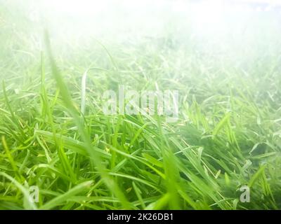 Erba nella nebbia. Vista macro Foto Stock