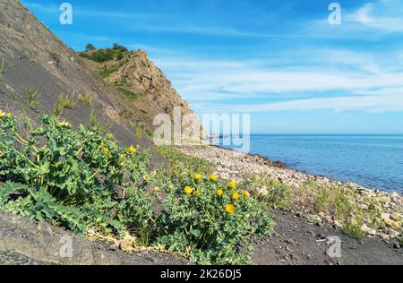 Fiori di papavero giallo sulla spiaggia. Choban-kule. Crimea. Foto Stock