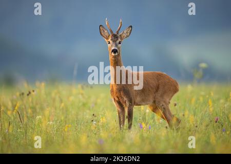 Allerta capriolo buck guardando in macchina fotografica su un prato estivo con fiori selvatici Foto Stock