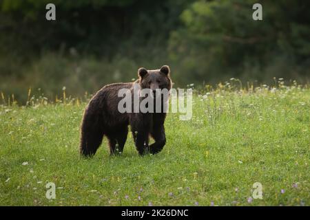 Allerta orso bruno camminando su un prato verde con fiori in fiore in estate Foto Stock