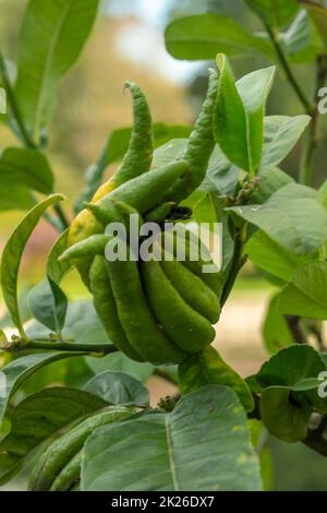 Aspetto insolito Citrus Medica ‘Fingred’, Citrus medica var. Sarcodactylis, ditronato. Primo piano ritratto ornamentale e di piante alimentari Foto Stock