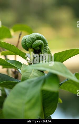 Aspetto insolito Citrus Medica ‘Fingred’, Citrus medica var. Sarcodactylis, ditronato. Primo piano ritratto ornamentale e di piante alimentari Foto Stock