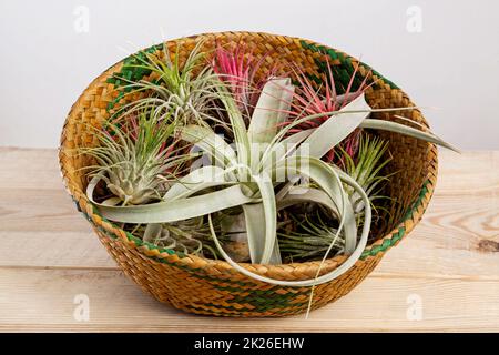 Set di airplants Tilandsia ionantha e xerographica in cesto di vimini su tavolo di legno Foto Stock