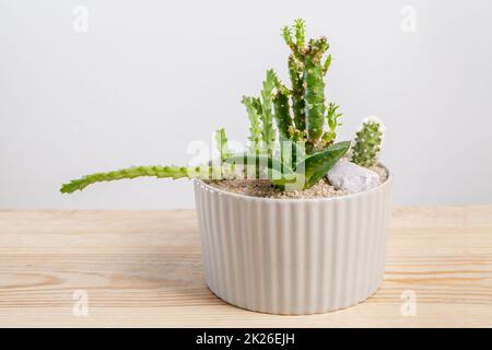 Disposizione delle piante succulente in un vaso di vetro. Foto Stock