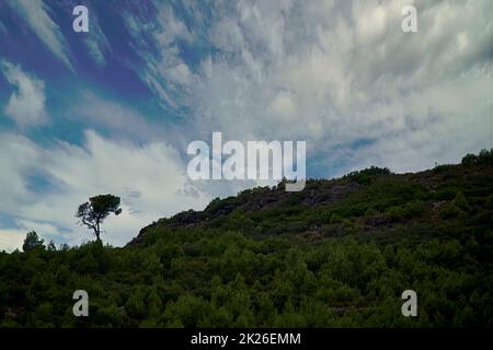 Lone albero sulla montagna circondata da cespugli Foto Stock